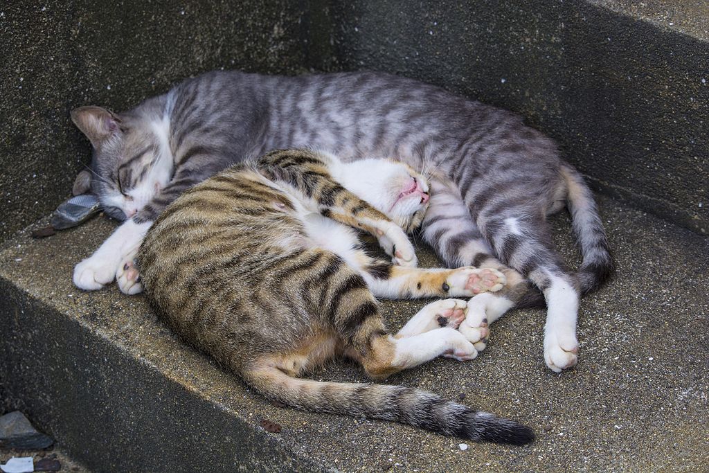 猫とのふれあいと穏やかなひとときを楽しむ～相島の自然と文化を感じる旅